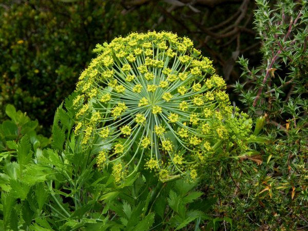 Galbanum Essential Oil