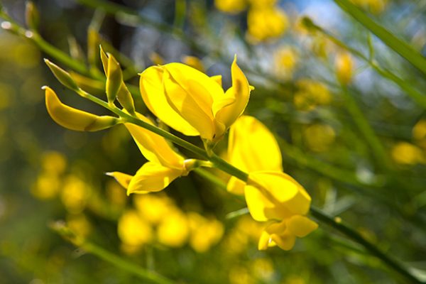 Ginestra Assoluta