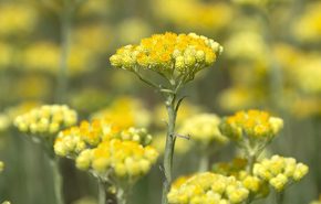 Helichrysum Abs MD