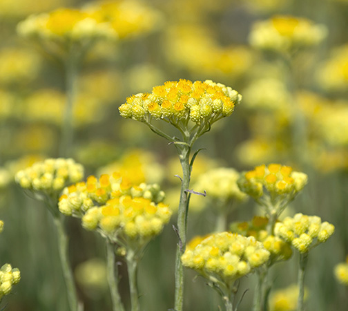 Helichrysum Abs MD