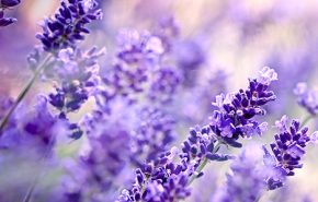 Lavender High Altitude Essential Oil