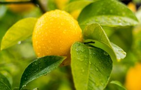 Lemon Distilled Organic Essential Oil