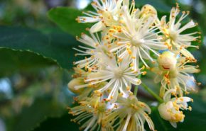 Lime Blossom Tincture (LINDEN)