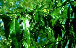 Litsea Cubeba Essential Oil