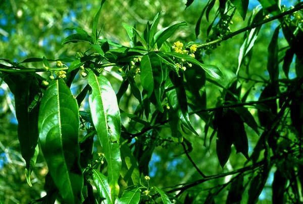 Litsea Cubeba Olio Essenziale