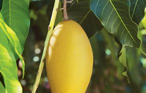 foglia di mango assoluta