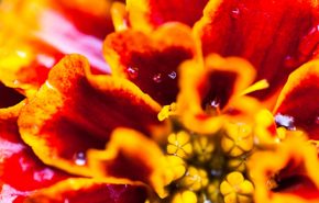 Marigold Tagetes Essential Oil