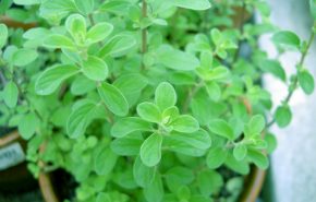 Marjoram Sweet Leaf CO2 (SELECT)