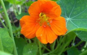 Nasturtium Absolute (Indian Cress)