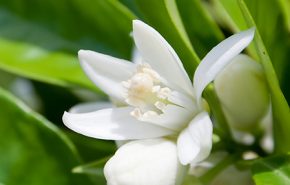 Neroli Essential Oil TRUE