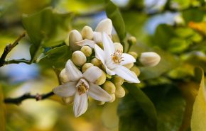 Acqua di Fiori d' Arancio Assoluta