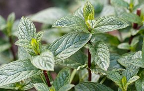 Peppermint English Essential Oil