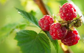 Raspberry Leaf Absolute