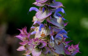 Assoluta di Salvia Sclarea Francese