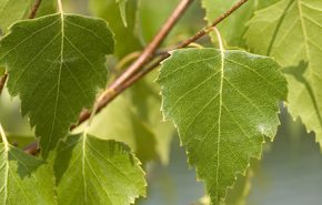 Birch Sweet Essential Oil