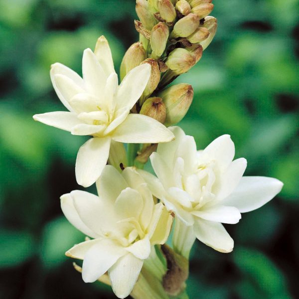 Assoluta di Tuberosa