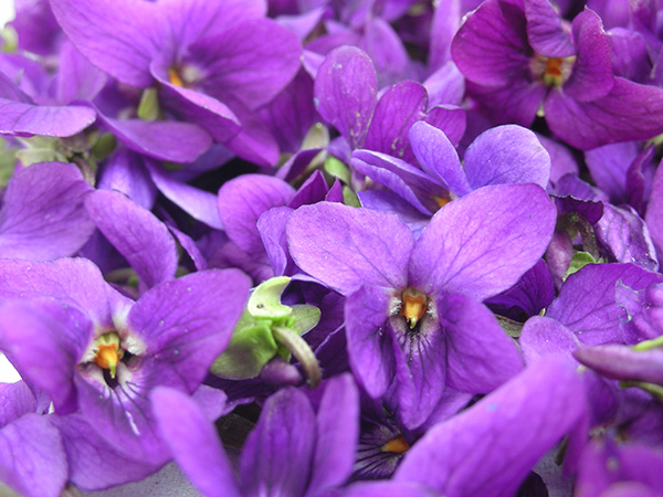 Violet Flower Extrait from Enfleurage
