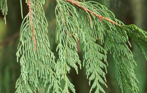 Weeping Cypress Essential Oil