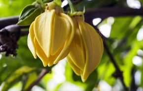 Assoluta di Ylang Ylang